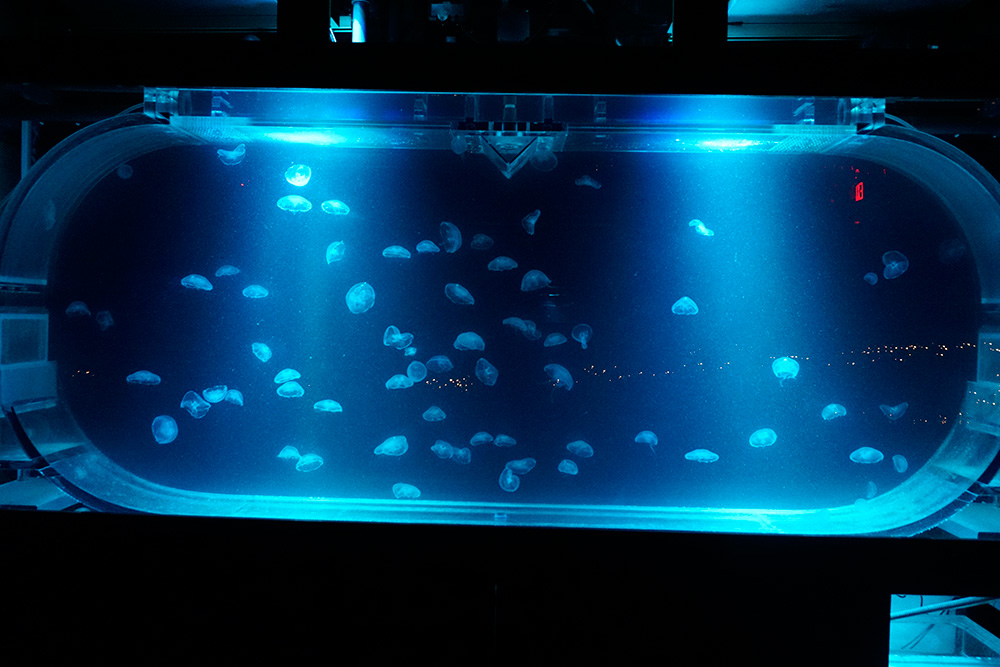 jellyfish tank a touch of modern.